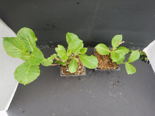 Load image into Gallery viewer, **FELICITY**Hydrangea Starter Plant*
