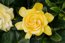 Load image into Gallery viewer, ~~GOLDEN MAGIC~~Gardenia Jasminoides Live Well Rooted Plant~~VERY RARE & HTF