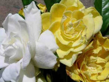 Load image into Gallery viewer, ~~GOLDEN MAGIC~~Gardenia Jasminoides Live Well Rooted Plant~~VERY RARE & HTF