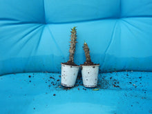 Load image into Gallery viewer, SIAM RUBY**Crown Of Thorns-Euphorbia Milii CHRIST PLANT SMALL ROOTED STARTER PLANT