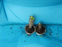 Load image into Gallery viewer, SIAM RUBY**Crown Of Thorns-Euphorbia Milii CHRIST PLANT SMALL ROOTED STARTER PLANT