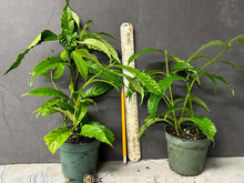 Load image into Gallery viewer, Large 4" Pot of Clerodendrum Wallichii**Bridal Veil Plant**Rare**Stunning White Blooms!