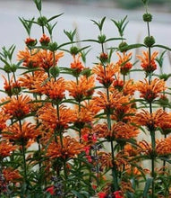 Load image into Gallery viewer, **LIONS EAR**Leonotis Leonurus**Rooted Starter Plant*RARE HTF**