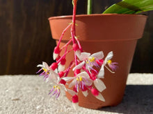 Load image into Gallery viewer, Florinilla "MAGIC" Medinilla Plant~Live Well Rooted STARTER Plant~ VERY RARE