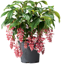 Load image into Gallery viewer, Florinilla "MAGIC" Medinilla Plant~Live Well Rooted STARTER Plant~ VERY RARE