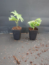 Load image into Gallery viewer, ~~MAYPOP PASSIFLORA~~Starter Plant~~Passiflora Incarnata~~BUTTERFLY HEAVEN!