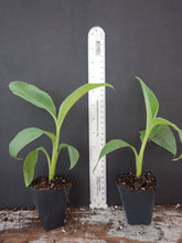 Load image into Gallery viewer, -Musa-ICE CREAM (BLUE JAVA)- Live Banana Tree-SMALL ROOTED STARTER PLANT-