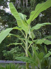 Load image into Gallery viewer, -Musa-ICE CREAM (BLUE JAVA)- Live Banana Tree-SMALL ROOTED STARTER PLANT-