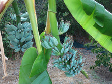 Load image into Gallery viewer, -Musa-ICE CREAM (BLUE JAVA)- Live Banana Tree-SMALL ROOTED STARTER PLANT-