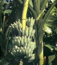 Load image into Gallery viewer, -Musa-ICE CREAM (BLUE JAVA)- Live Banana Tree-SMALL ROOTED STARTER PLANT-