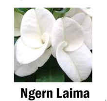 Load image into Gallery viewer, ***NGERN LAIMA***Crown Of Thorns-Euphorbia Milii*CHRIST PLANT*STARTER PLANT