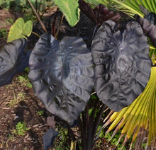 Load image into Gallery viewer, ***PAINTED BLACK*** Elephant Ear Colocasia Live Starter Plant**USA Seller***