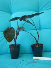 Load image into Gallery viewer, ***PAINTED BLACK*** Elephant Ear Colocasia Live Starter Plant**USA Seller***