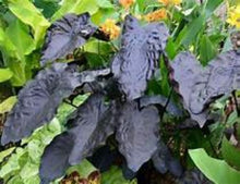 Load image into Gallery viewer, ***PAINTED BLACK*** Elephant Ear Colocasia Live Starter Plant**USA Seller***