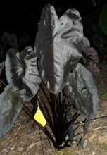 Load image into Gallery viewer, ***PAINTED BLACK*** Elephant Ear Colocasia Live Starter Plant**USA Seller***