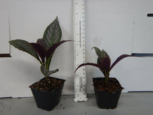 Load image into Gallery viewer, **PERSIAN SHIELD**Strobilanthes Dyerianus Starter Plant*