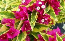 Load image into Gallery viewer, PINK PIXIE QUEEN Live Well Rooted Bougainvillea STARTER plant
