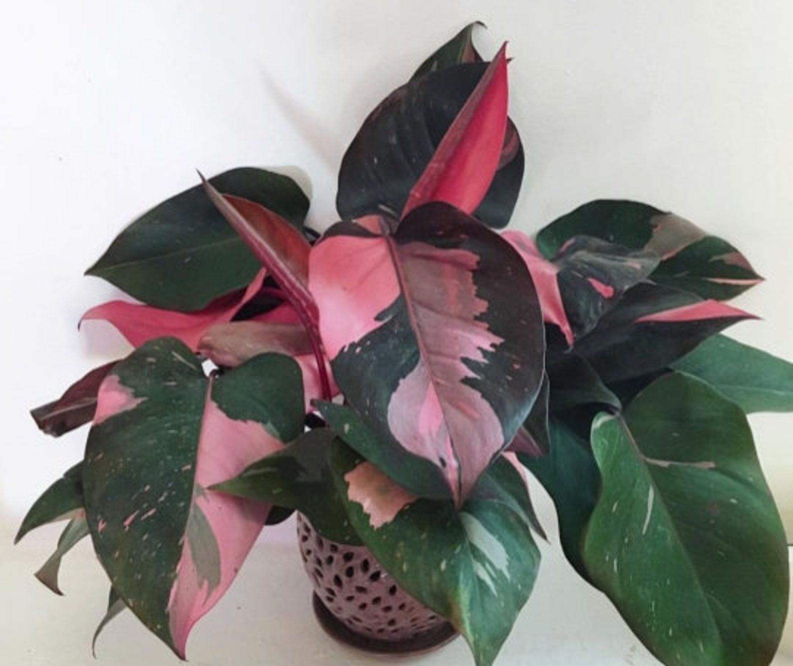 philodendron starter PINK PRINCESS~~Variegated Philodenron SMALL Rooted Starter Plant~~VE –  Hope's Flower Garden