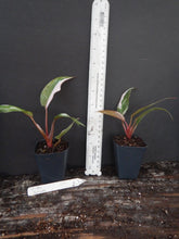 Load image into Gallery viewer, ~~PINK PRINCESS~~Variegated Philodenron SMALL Rooted Starter Plant~~VERY RARE!