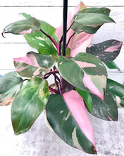 Load image into Gallery viewer, ~~PINK PRINCESS~~Variegated Philodenron SMALL Rooted Starter Plant~~VERY RARE!