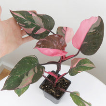 Load image into Gallery viewer, ~~PINK PRINCESS~~Variegated Philodenron SMALL Rooted Starter Plant~~VERY RARE!