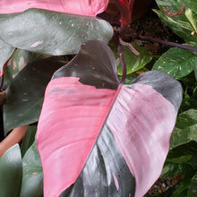 Load image into Gallery viewer, ~~PINK PRINCESS~~Variegated Philodenron SMALL Rooted Starter Plant~~VERY RARE!