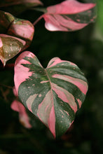 Load image into Gallery viewer, ~~PINK PRINCESS~~Variegated Philodenron SMALL Rooted Starter Plant~~VERY RARE!