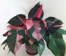 Load image into Gallery viewer, ~~PINK PRINCESS~~Variegated Philodenron SMALL Rooted Starter Plant~~VERY RARE!