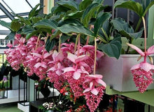 Load image into Gallery viewer, Royal CHANDALIER Magnifica Medinilla Plant~Live Well Rooted STARTER Plant~RARE