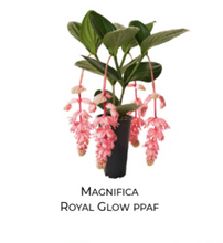 Load image into Gallery viewer, Royal GLOW Magnifica Medinilla Plant~Live Well Rooted STARTER Plant~ VERY RARE