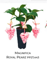 Load image into Gallery viewer, Royal PEARZ Magnifica Medinilla Plant~Live Well Rooted STARTER Plant~ VERY RARE