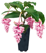 Load image into Gallery viewer, Royal ZENZ Magnifica Medinilla Plant~Live Well Rooted STARTER Plant~ VERY RARE