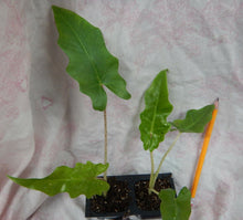 Load image into Gallery viewer, **SARIAN**Elephant Ear**Alocasia**Rooted Starter Plants*