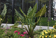 Load image into Gallery viewer, **SARIAN**Elephant Ear**Alocasia**Rooted Starter Plants*