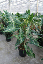 Load image into Gallery viewer, **SARIAN**Elephant Ear**Alocasia**Rooted Starter Plants*
