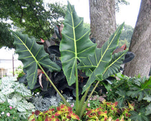 Load image into Gallery viewer, **SARIAN**Elephant Ear**Alocasia**Rooted Starter Plants*