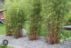 Load image into Gallery viewer, Scabrida Bamboo-fargesia-Rooted Plant-Clumping Non-Invasive-Cold Hardy-18-24”
