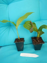 Load image into Gallery viewer, ~~SCORTECHINI MEDINILLAI~~Small Well Rooted STARTER Plant~~EXTREMELY RARE~VHTF~~