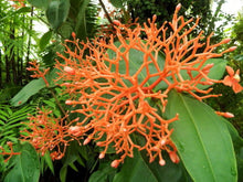 Load image into Gallery viewer, ~~SCORTECHINI MEDINILLAI~~Small Well Rooted STARTER Plant~~EXTREMELY RARE~VHTF~~