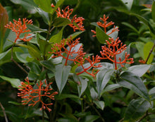 Load image into Gallery viewer, ~~SCORTECHINI MEDINILLAI~~Small Well Rooted STARTER Plant~~EXTREMELY RARE~VHTF~~