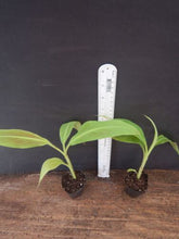 Load image into Gallery viewer, ~SIAM RUBY~Variegated Ornamental Banana SMALL ROOTED STARTER PLANT~VERY RARE~HTF