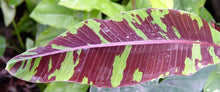 Load image into Gallery viewer, ~SIAM RUBY~Variegated Ornamental Banana SMALL ROOTED STARTER PLANT~VERY RARE~HTF