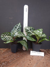 Load image into Gallery viewer, Snow White Zebra Aphelandra squarrosa Dania Plant~Well Rooted Starter Plant