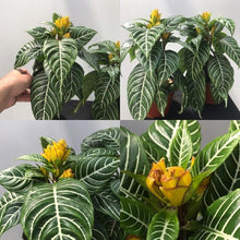 Load image into Gallery viewer, Snow White Zebra Aphelandra squarrosa Dania Plant~Well Rooted Starter Plant