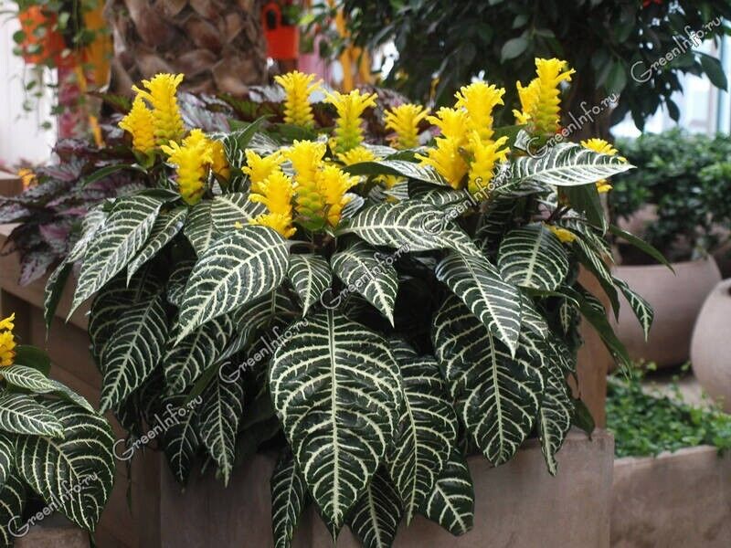 Snow White Zebra Aphelandra squarrosa Dania Plant~Well Rooted Starter –  Hope's Flower Garden