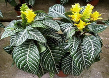 Load image into Gallery viewer, Snow White Zebra Aphelandra squarrosa Dania Plant~Well Rooted Starter Plant