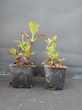 Load image into Gallery viewer, **STAR GAZER**Hydrangea Rooted Starter Plant*