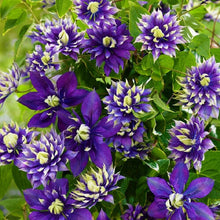 Load image into Gallery viewer, ~~TAIGA~~ CLEMATIS~~Well Rooted Starter Plant~~The Queen of Vines~~USA SELLER~~