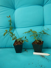 Load image into Gallery viewer, BIGNONIA "TANGERINE BEAUTY" CROSSVINE*Rooted Starter Plant**ATTRACTS BUTTERFLIES