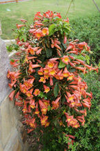 Load image into Gallery viewer, BIGNONIA "TANGERINE BEAUTY" CROSSVINE*Rooted Starter Plant**ATTRACTS BUTTERFLIES